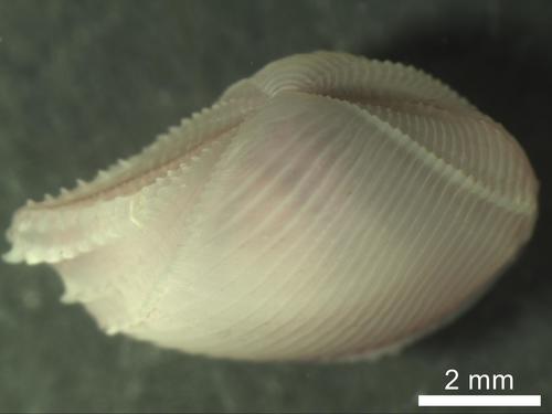 Lembulus sculptus