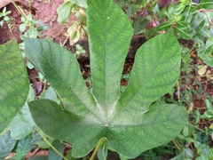 Sterculia apetala