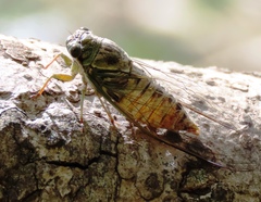Cicadidae
