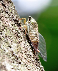 Cicadidae