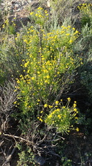 Euryops rehmannii