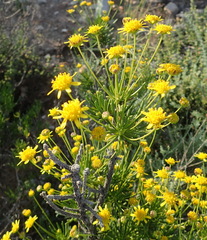Euryops rehmannii