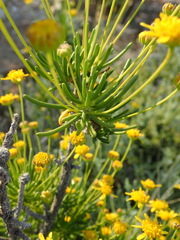 Euryops rehmannii