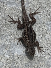 Sceloporus occidentalis