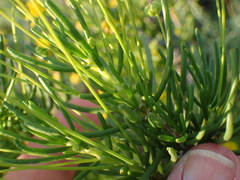 Euryops rehmannii