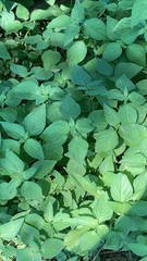 Dicliptera brachiata