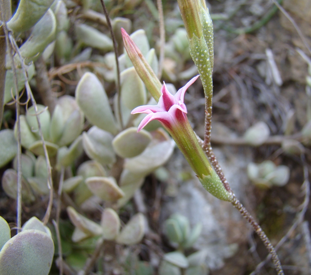 Adromischus caryophyllaceus