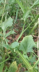 Barbarea vulgaris