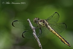 Libellula axilena