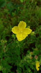 Crocanthemum bicknellii