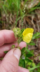 Crocanthemum bicknellii