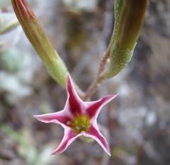 Adromischus caryophyllaceus