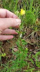 Crocanthemum bicknellii