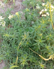 Galium mollugo