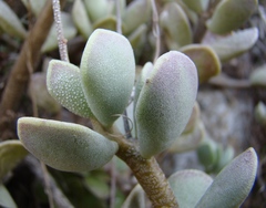 Adromischus caryophyllaceus