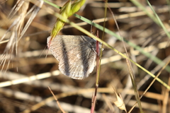 Satyrium semiluna
