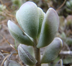 Adromischus caryophyllaceus