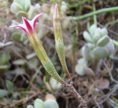 Adromischus caryophyllaceus
