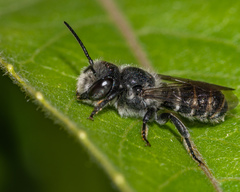 Megachile campanulae