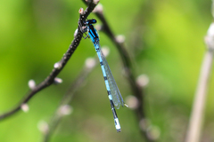 Enallagma laterale