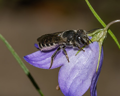 Megachile campanulae