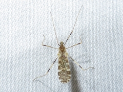 Erioptera caliptera