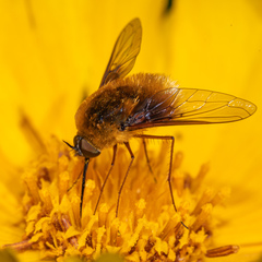 Bombylius mexicanus
