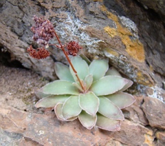 Crassula orbicularis