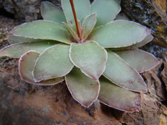 Crassula orbicularis
