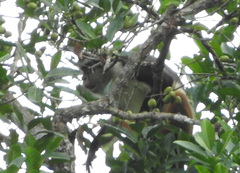 Cercopithecus wolfi wolfi