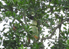 Cercopithecus wolfi wolfi