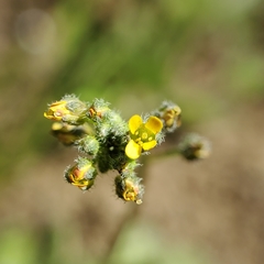 Draba albertina