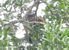 Cercopithecus wolfi wolfi