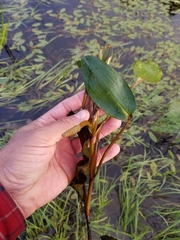 Potamogeton amplifolius