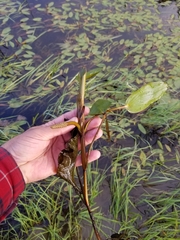 Potamogeton amplifolius