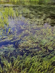 Potamogeton amplifolius