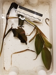 Potamogeton amplifolius