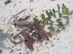Proctacanthus fulviventris image