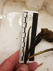 Potamogeton amplifolius