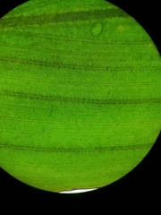 Potamogeton amplifolius