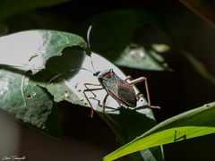 Laminiceps
