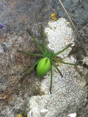 Micrommata