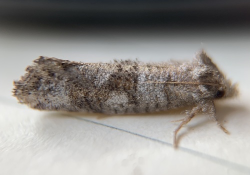 Forbes' Grass Tubeworm Moth photo 2