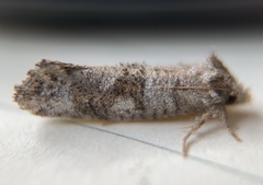 Acrolophus forbesi