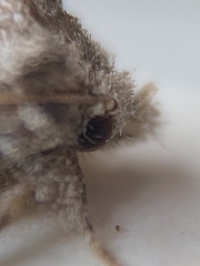Acrolophus forbesi