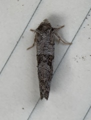Acrolophus forbesi