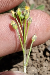 Draba albertina