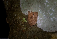 Meritastis ursina