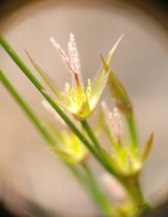 Juncus parryi