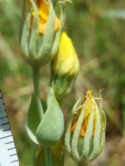 Blackstonia acuminata
